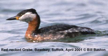 red necked grebe picture