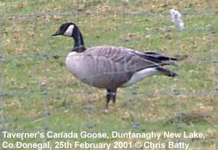 bird picture Taverner's Canada Goose