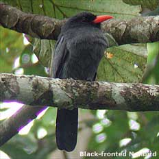 bird picture Black-fronted Nunbird