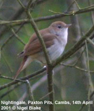 nightingale picture