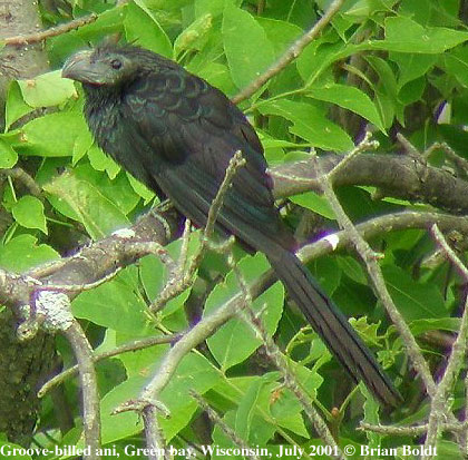 bird picture Groove-billed Ani