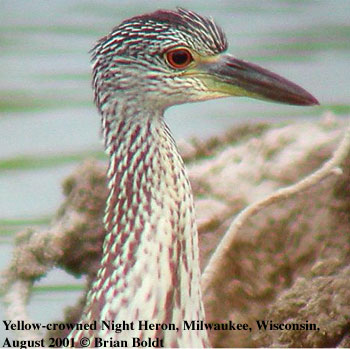 bird picture Yellow-crowned Night Heron