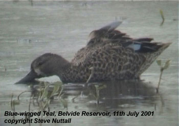 bird picture Blue-winged Teal