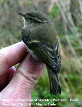 bird picture Hume's Leaf Warbler