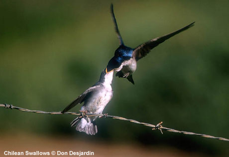 bird picture Chilean Swallow
