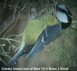 bird picture Canary Island Blue Tit
