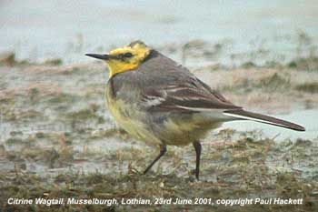 bird picture - Citrine Wagtail