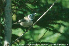 bird picture Crested Tit