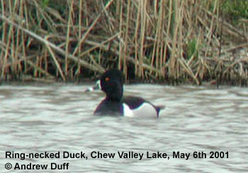 bird picture Ring-necked Duck