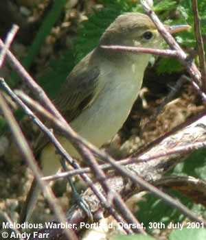 bird picture Melodious Warbler
