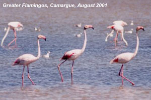 bird picture Greater Flamingo