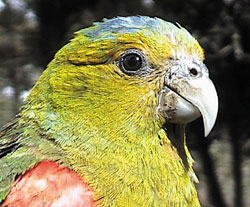 bird picture Fuertes's Parrot