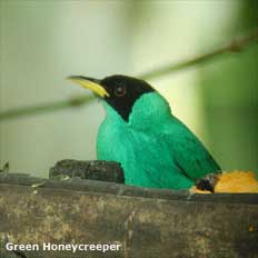 bird picture Green Honeycreeper
