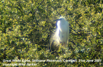 bird photo - Great White Egret