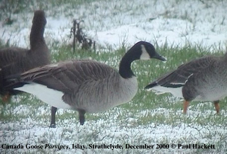bird picture Parvipes Canada Goose