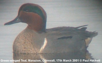 bird picture Green-winged Teal