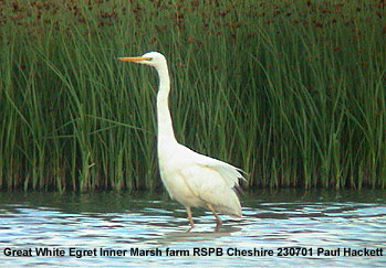 bird picture Great White Egret
