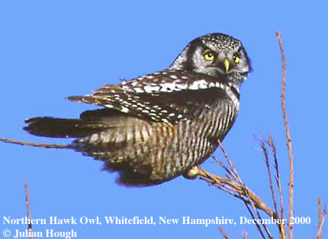 bird picture Hawk Owl