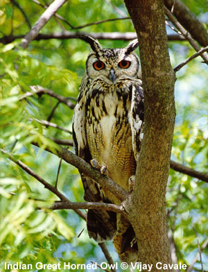 bird picture Indian Great Horned Owl