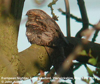 bird picture European Nightjar