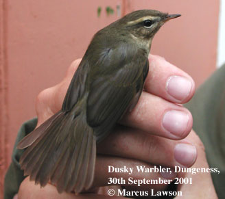 bird photo - Dusky Warbler