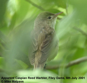 bird picture Caspian Reed Warbler