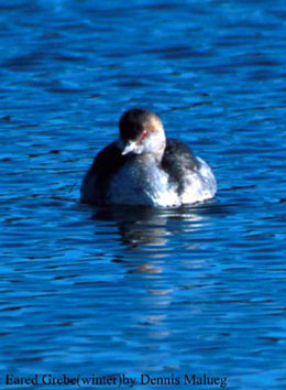 bird picture Eared Grebe / Black-necked Grebe