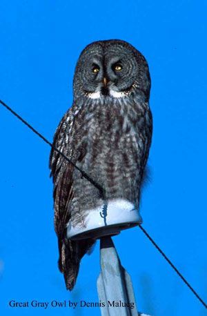 bird picture Great Gray Owl