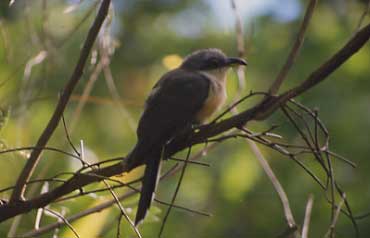 bird picture Mangrove Cuckoo