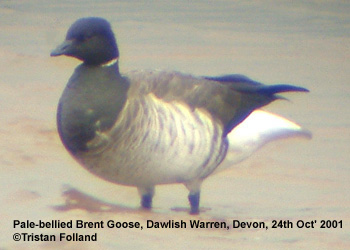 bird picture Pale-bellied Brent Goose