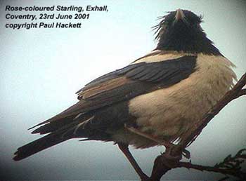 bird picture - Rose-coloured Starling