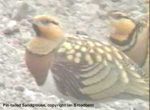 bird photo - Pin-tailed Sandgrouse