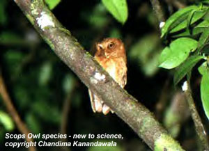 bird picture Sri Lanka Scop's Owl