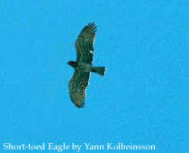 bird picture Short-toed Eagle