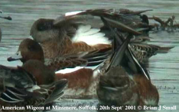 bird picture American Wigeon