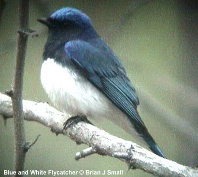 blue and white flycatcher