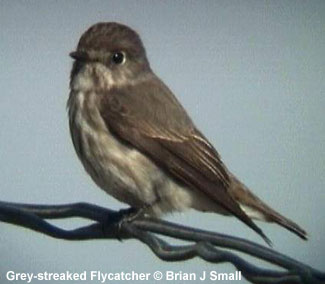 bird picture Grey-streaked Flycatcher