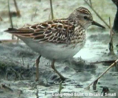 bird picture Long-toed Stint 