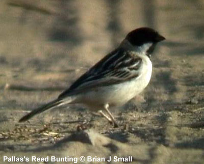 pallas's reed bunting