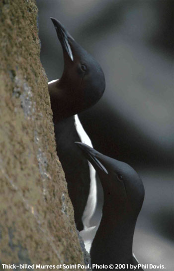 bird picture thick billed murre