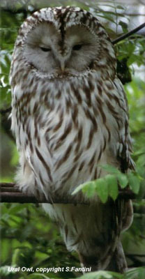 bird picture Ural Owl