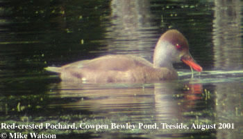 bird picture Red-crested Pochard