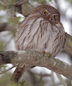 bird picture Ferruginous Pygmy Owl