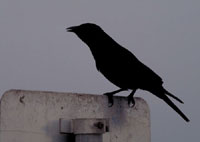 bird picture Tamaulipas Crow