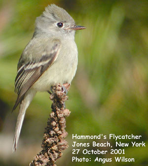 bird picture Hammond's Flycatcher