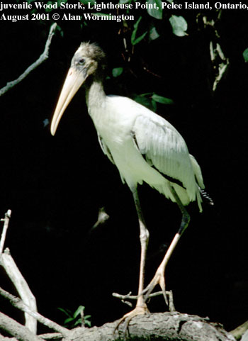 bird picture Wood Stork