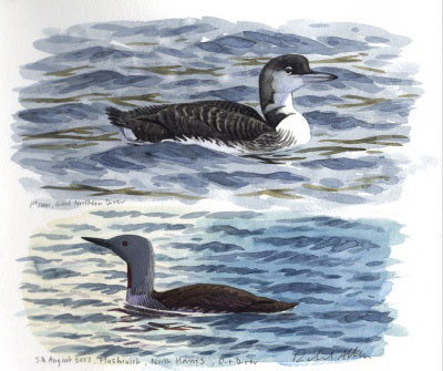 Great Northern Diver and Red throated Diver