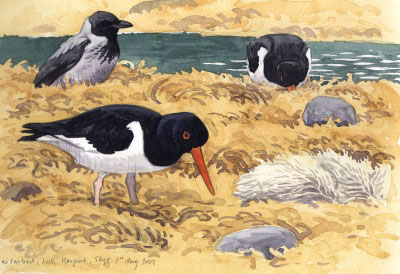 Oystercatchers and Hooded Crow