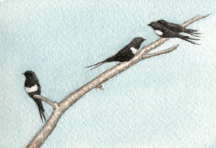 white banded swallows