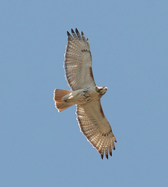 hawk wingspan